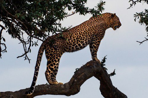 Brasil tiere 36 4 - Brasilien Individual