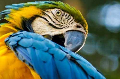 Brasilien Tiere - Artenvielfalt und Tierwelt 10 Brasil tiere 6 4 - Brasilien Individual