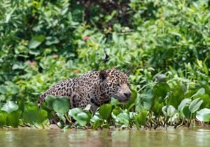 Blog 210 Brasilien Tiere 4 - Brasilien Individual