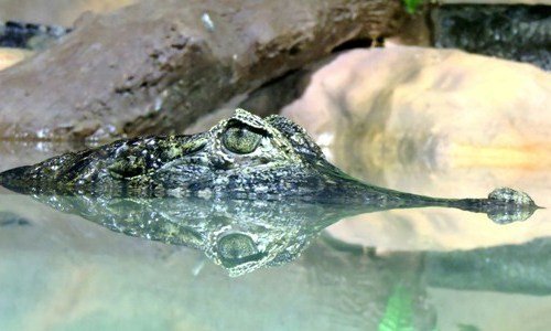 Brasilien Tiere - Artenvielfalt und Tierwelt 12 tiere Brasil 2 4 - Brasilien Individual