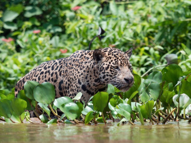 3 Wochen Brasilien Explorer Rundreise 2 3 Wochen Brasilien Explorer Rundreise