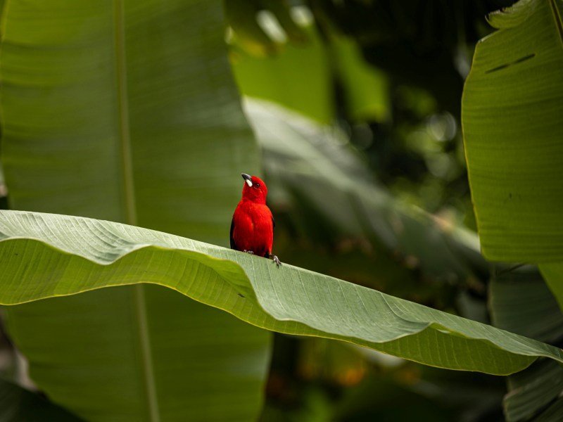 2 Wochen Brasilien Highlights Rundreise 8 2 Wochen Brasilien Highlights Rundreise