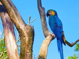 Rundreisen 1 vogel blau Brasilien copia - Brasilien Individual